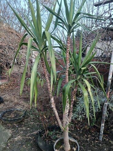 Juka (Yucca) u saksiji – višestabla, visoka dekorativna biljka -