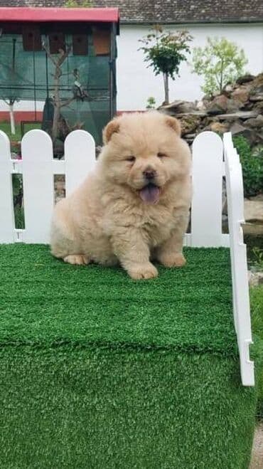 psi na poklon pancevo: Chow chow-cau cau! stenad najlepsi poklon otac m- lav chsrb 3x caca — 6
