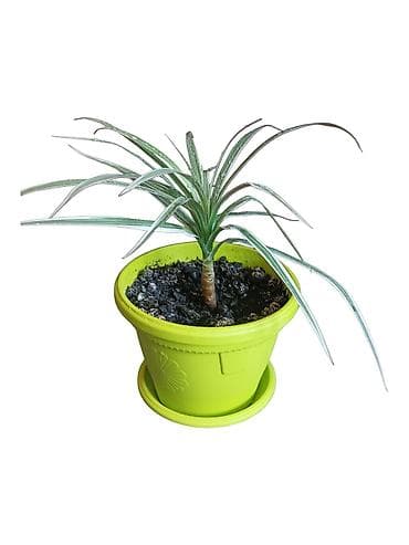 Sobna biljka Dracena (variegata) u saksiji - Dekorativna dracena sa