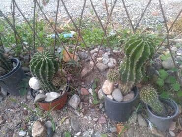 decije sobe za devojcice: Kaktusi — 2