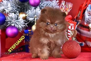 mali beli psi: Pomeranac Boo. Vrhunski stenci pomeranca, minijaturnog patuljastog — 9