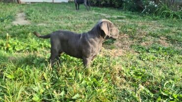 Psi: Prodajemo štence CANE CORSO vhunskog izložbenog kvaliteta sa — 9