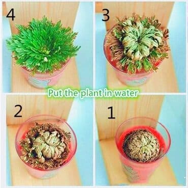 pustinjska ruza sadnice prodaja: Jerihonska ruža Cena:900din Ako ružu iz Jerihona stavite u običnu — 4