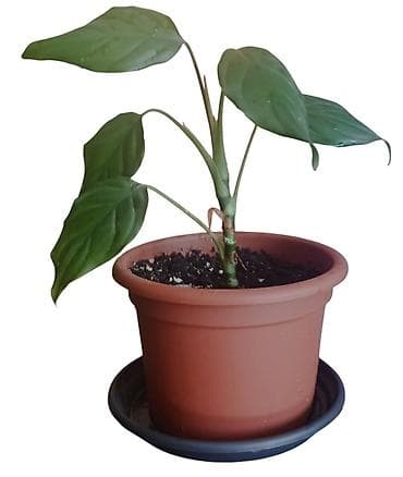 livadske biljke slike: Sobna biljka u saksiji prečnika 17cm Anglaonema Modestum( duguljasti — 2