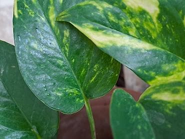 Daske za peglanje: Chlorophytum, velika,raskosna biljka sa prve slike je 3000 — 8