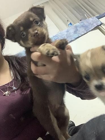 braon pudlica: Decak malog rasta – braon sa krem oznakama rasa majka dugodlaka civava — 3