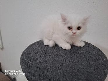 pomeranci psi: Persijski mačići piggy look Spremni za preuzimanje Rodjeni 15.03.2026 — 9