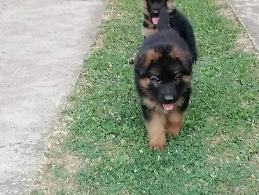 pudle: Nemački ovčar, ženski štenci Na prodaju dve ženke Nemačkog ovčara — 7