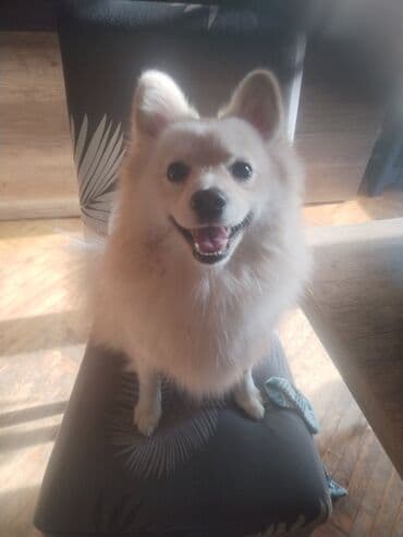 Oprema za kućne ljubimce: Nemacki špic Pufik – prelepi kućni ljubimac Sve vakcine primljene — 3