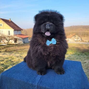 Životinje: Štenci Čau Čau Chow Chow stari četiri meseca dostupni za prodaju — 5