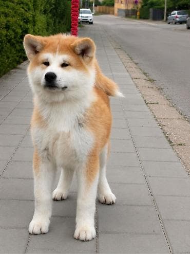 maltezer cena srbija: AKITA INU – VRHUNSKO FCI LEGLO | KUMA KAI KENNELS Odgajivačnica Kuma — 5
