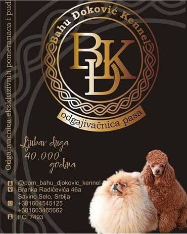 pomeranci na poklon: Odgaivacnica ekskluzivnih pomeranaca i pudli registrovana u FCI savezu — 3