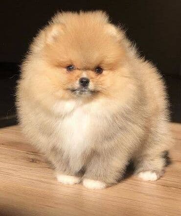 mini pomeranac prodaja: Pomeranac / Pomeranian / Boo štenci Ako ste odgovorna osoba i imate — 11