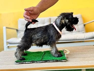 stafordi na poklon: Odgajivačnica patuljastih šnaucera Pet House ima slobodno dva ženska — 6