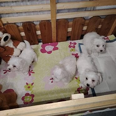 mali psi za stan cena: Štenci maltezera,3 mužjaka i 1 ženka stari 2 meseca,vakcinisani i — 1