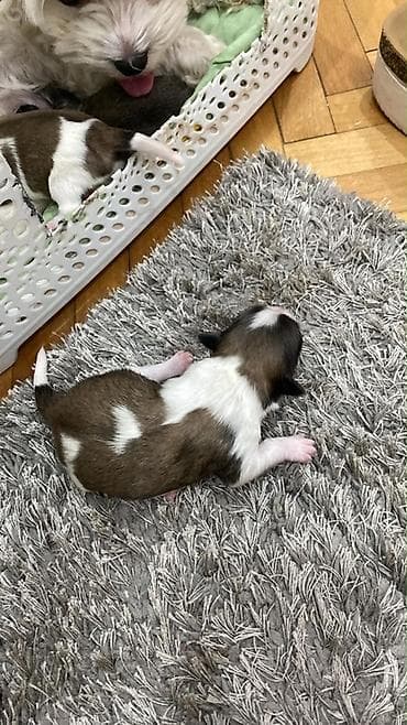 civave psi: Štenci malog rasta majka 2kg, otac 3kg– leglo spremni za rezervaciju — 5