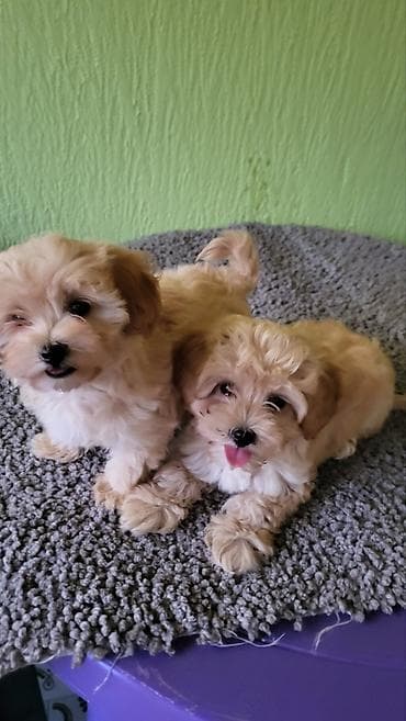 patuljasti snaucer cena: Maltipoo stenci ostenjeni 11.04.2026. Majka mini maltezer a otac — 6