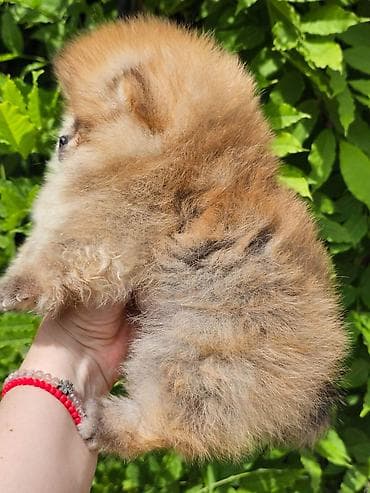 ovčari psi: Pomeranac Boo. Vrhunski, čistokrvni štenci pomeranca,medvedastog tipa — 5
