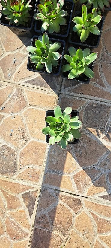 jysk staze za hodnik: Sukulente – čuvarkuće (Sempervivum) u plastičnim saksijama - Rozete — 2