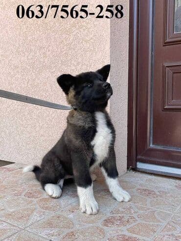 american bully psi: Američka Akita Na prodaju štenci Američke Akite 5 ženki i 3 — 2