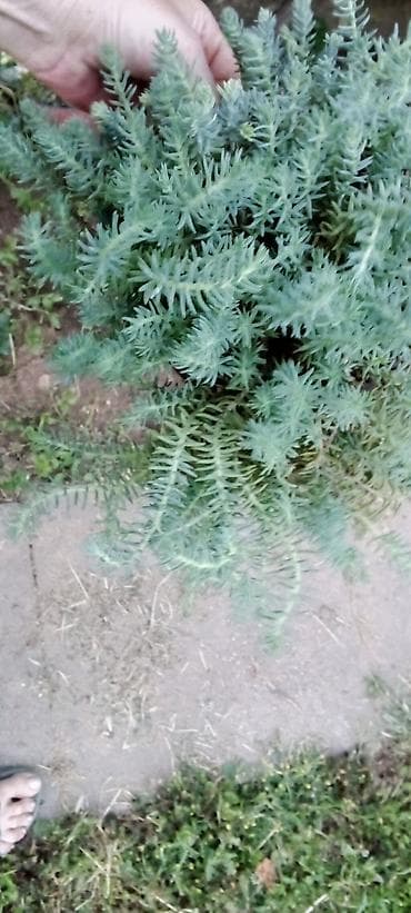 japanski amarilis cena: Sedum rupestre ‘Angelina’ – puzava sukulentna perena - Brzorastuća — 2