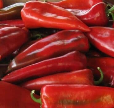 Paprika Kurtovska Kapija – Domaća Ajvaruša Cena:400din/10 semenke