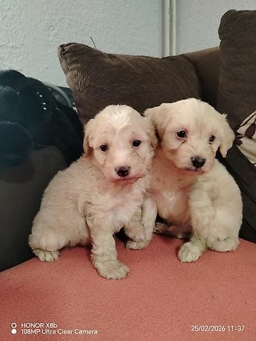 beli haski cena: Štenci malog rasta – krem bele boje, bucmasti i kovrdžavog krzna. Dva — 1