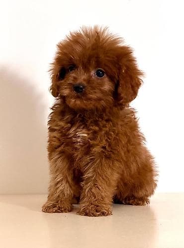 crvene pudle cena: Cavapoo-Kavapu (cavalier king charles spaniel + pudla) Cavapoo, u — 1