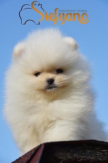 Other Pets & Animals: Pomeranac Boo. Vrhunski stenci pomeranca, kratkih njuškuca — 3