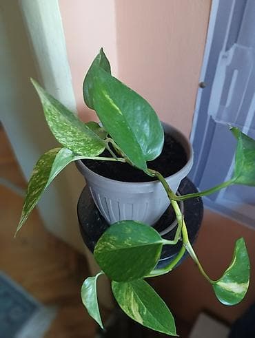 dama u camcu cvece: Sobna biljka Epipremnum aureum (Scindapsus/“Pothos”) u saksiji — 3