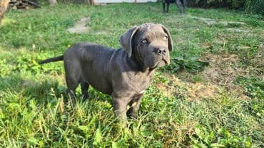 Psi: Prodajemo štence CANE CORSO vhunskog izložbenog kvaliteta sa — 6