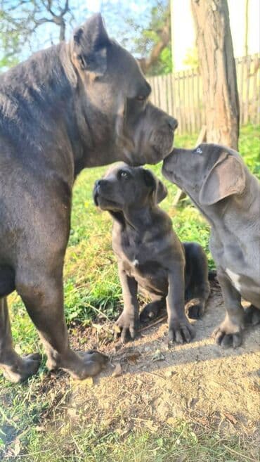 Psi: Prodajemo štence CANE CORSO vhunskog izložbenog kvaliteta sa — 2