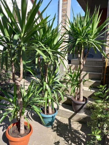aku trimer za travu lidl: Yucca biljka sa karakterističnim deblom i dugim, šiljastim zelenim — 1