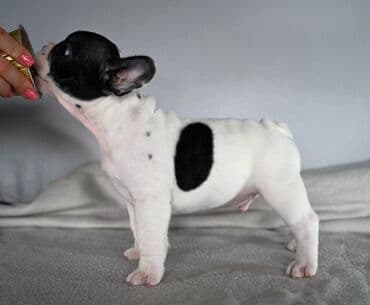 haski stene: Francuski buldog, štene - Pol: mužjak - Boja i šara: crno-belo — 1