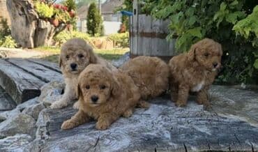 stenci na poklon beograd: Maltipoo štenci MALTIPOO štenci izuzetnog kvaliteta i izgleda, veoma — 2