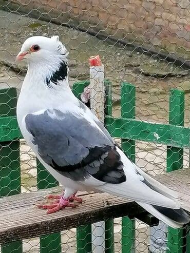 Oprema za kućne ljubimce: Beloglavi Mavijan izležen preko parenja Blek, Čava, Vasiljević — 6