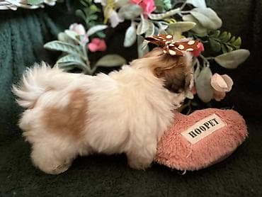 Prelepi Shih Tzu štenci iz registrovane FCI/KSS odgajivačnice „Moon — 4