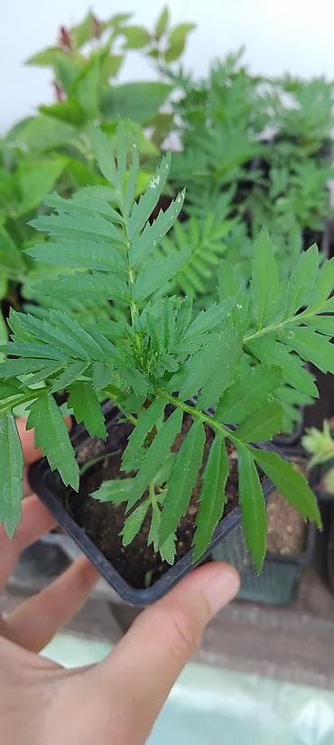 folija za bale 500: Sadnice kadifice (Tagetes) - Vrsta: jednogodišnja ukrasna i korisna — 2