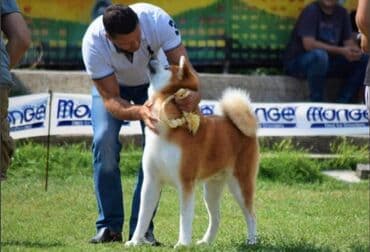 psi pomeranci na poklon: Stenci akita inu-Japanski Sashatoshi odgajivačnica Japanskih akita — 3