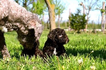 Sweatpants: Lagotto Romagnolo štenci dostupni u odgajivačnici Ideal Dale Otkrijte — 12