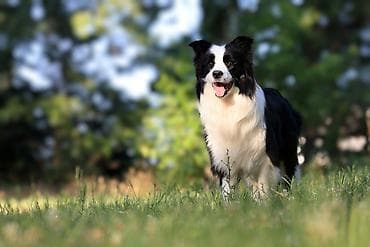 štenci šarplaninca na prodaju: Border Collie-Border koli štenad. Registrovana odgajivačnica FCI 8166 — 6