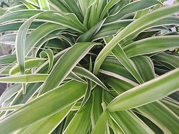 Ruža: Chlorophytum, velika, raskosna biljka sa prve slike je 3000 — 4