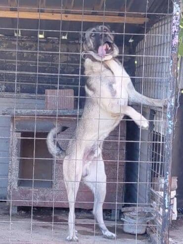 Psi: Turski Kangal, mužjak Na prodaju TURSKI KANGAL, mužjak star 22 meseca — 3