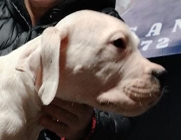 Pet Equipment & Accessories: Dogo argentino Prelepi štenci uredno vakcinisani i očišćeni od — 10