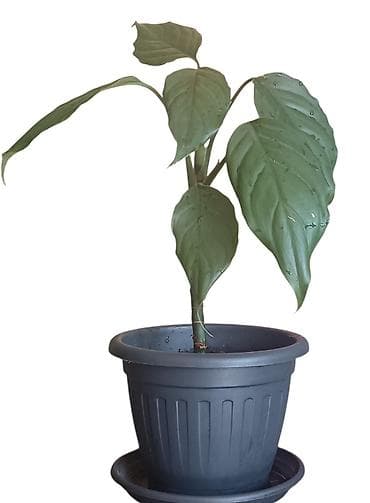 sobna vrata jagodina: Sobna biljka – zelena Aglaonema (Chinese Evergreen) u saksiji prečnika — 1