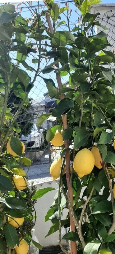 Sve za vikendicu i baštu: Limun stabla u saksiji - Zdrava, razgranata stabla limuna - Već — 1