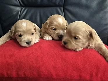 boston terijer cena: Maltipoo štenci, prelepe bebe Na prodaju prelepi štenci maltipoo — 1