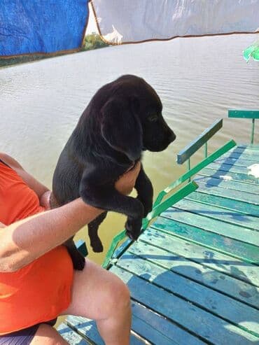 pudlice na prodaju: Labrador štenci na prodaju u crnoj boji, oba pola u ponudi. Štenci su — 4