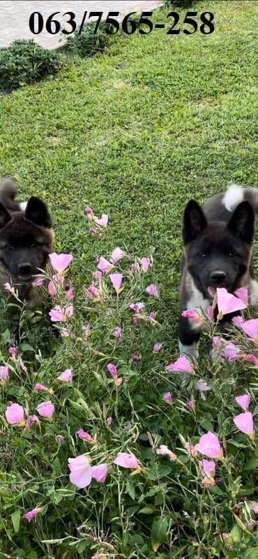labrador beograd: Američka Akita Na prodaju štenci Američke Akite 3 ženki i 3 — 8