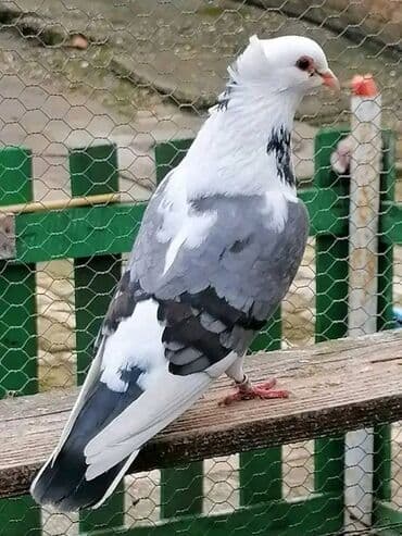 Oprema za kućne ljubimce: Beloglavi Mavijan izležen preko parenja Blek, Čava, Vasiljević — 4